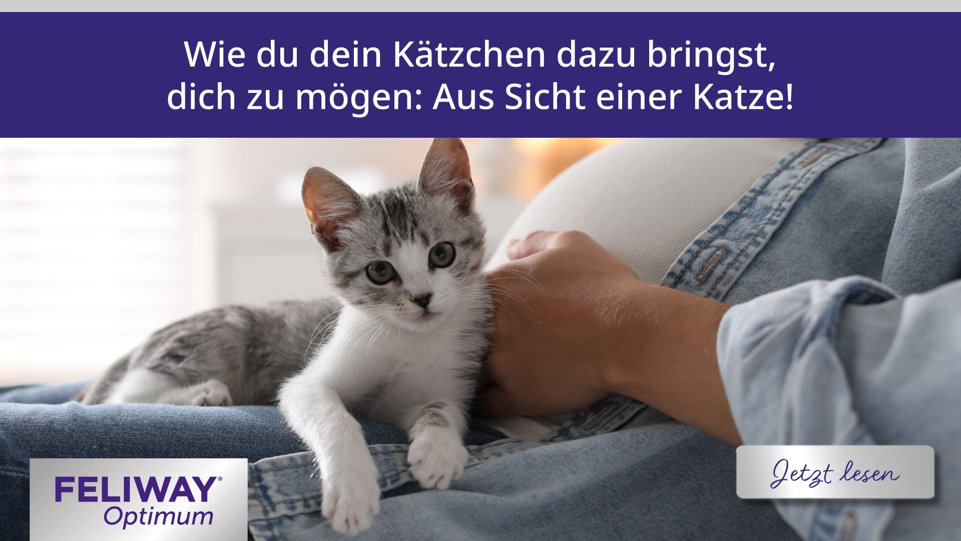 Wie du dein Kätzchen dazu bringst, dich zu mögen: Aus Sicht einer Katze!