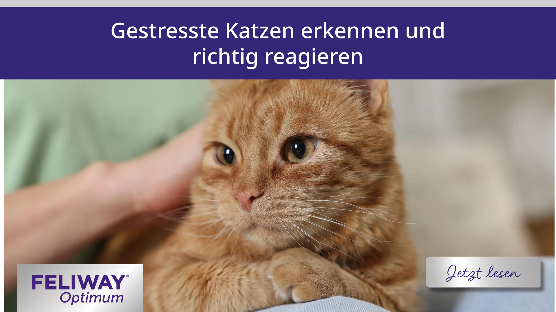 Gestresste Katzen erkennen und richtig reagieren