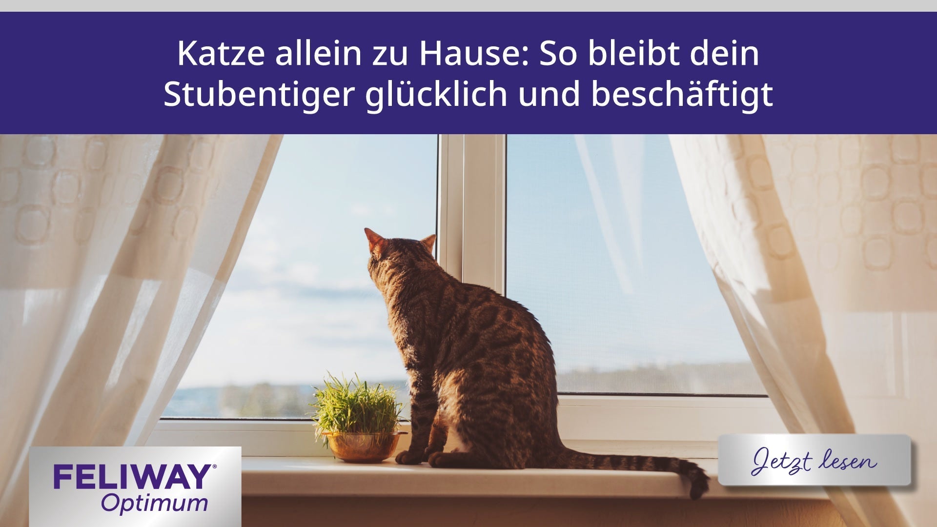 Katze allein zu Hause: So bleibt dein Stubentiger glücklich und beschäftigt
