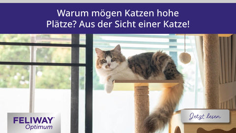 Warum mögen Katzen hohe Plätze? Aus der Sicht einer Katze!