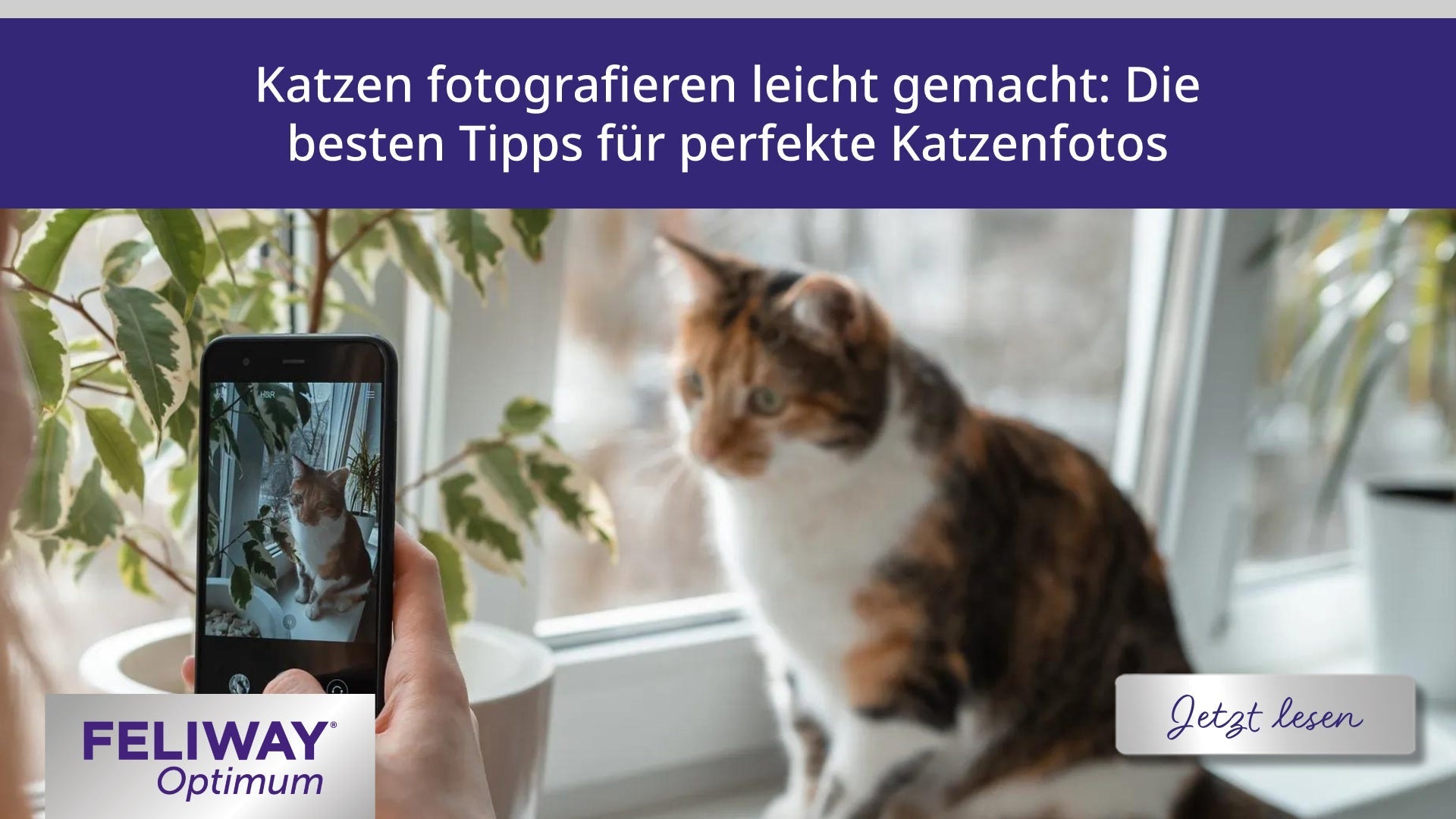 Katzen fotografieren leicht gemacht: Die besten Tipps für perfekte Katzenfotos