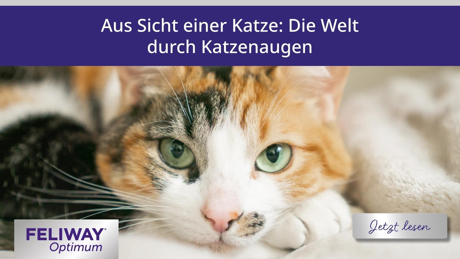 Aus Sicht einer Katze: Die Welt durch Katzenaugen