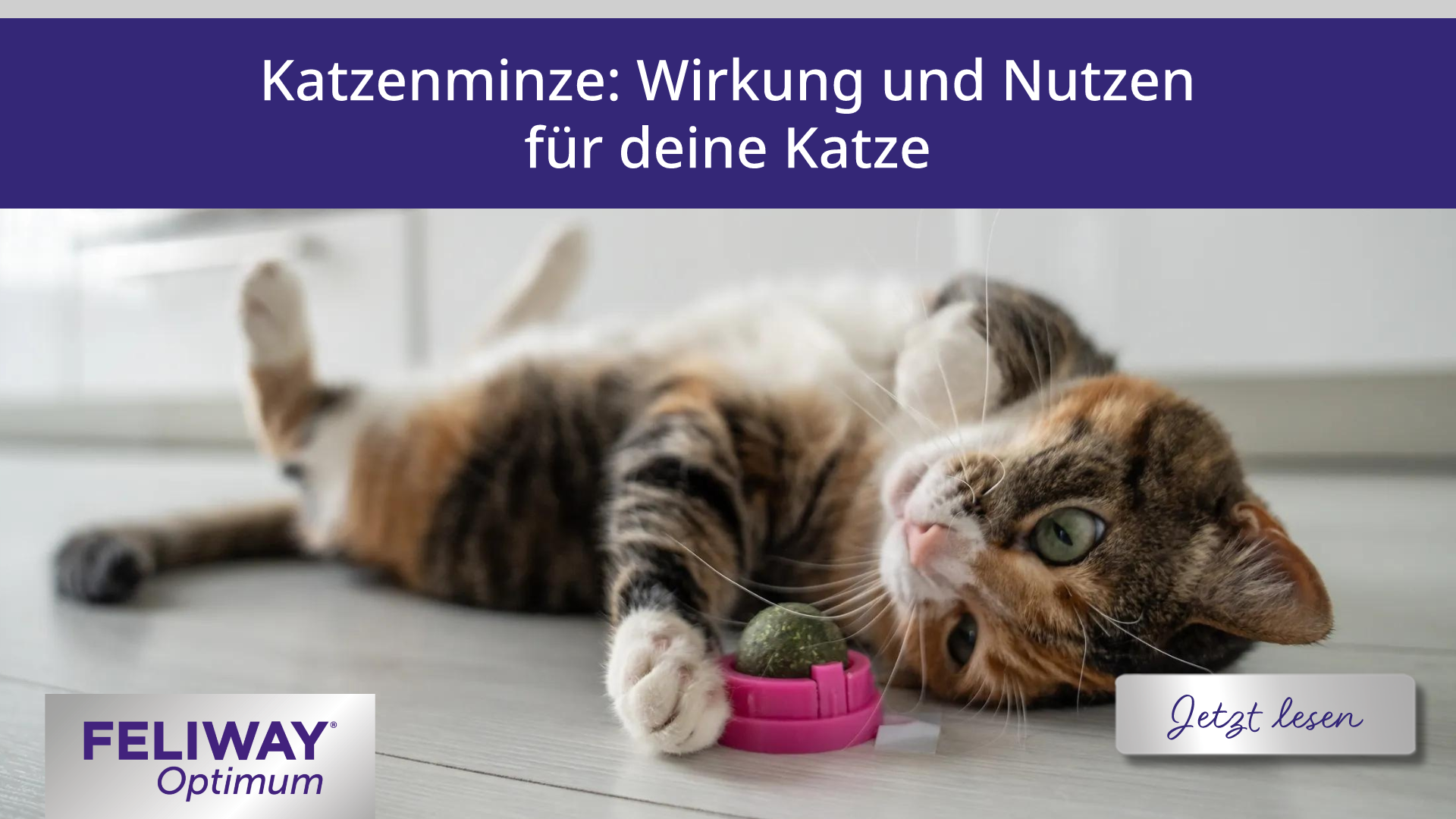 Katzenminze: Wirkung und Nutzen für deine Katze