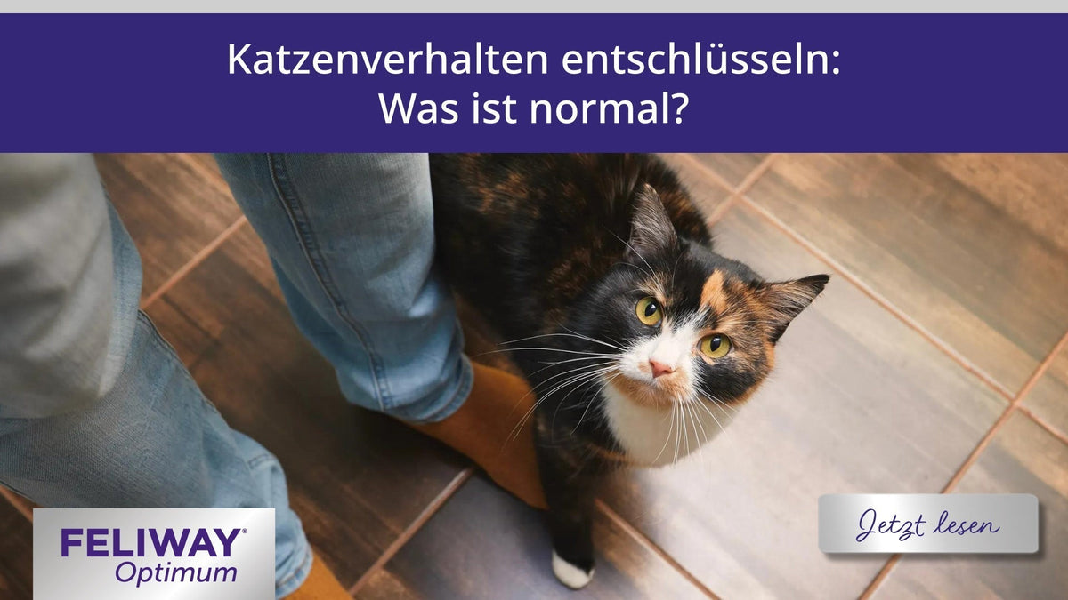 Katzenverhalten entschlsseln: Was ist normal? | FELIWAY Katzenverhalten entschlsseln: Was ist normal? | FELIWAY