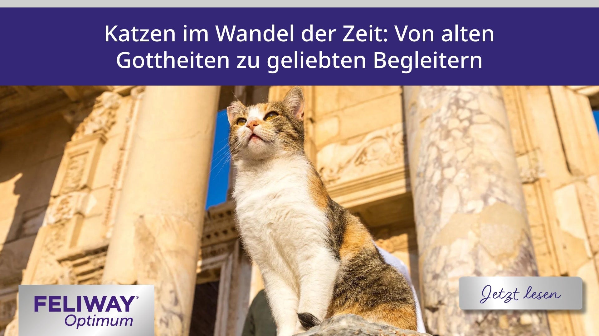 Katzen im Wandel der Zeit: Von alten Gottheiten zu geliebten Begleitern