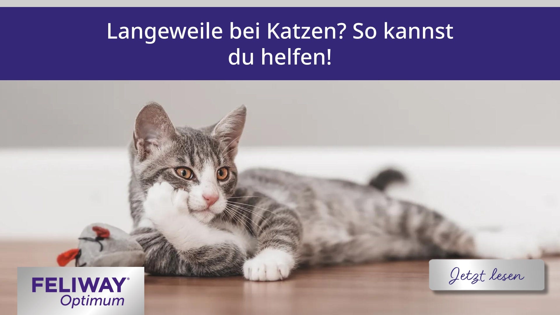 Langeweile bei Katzen? So kannst du helfen!