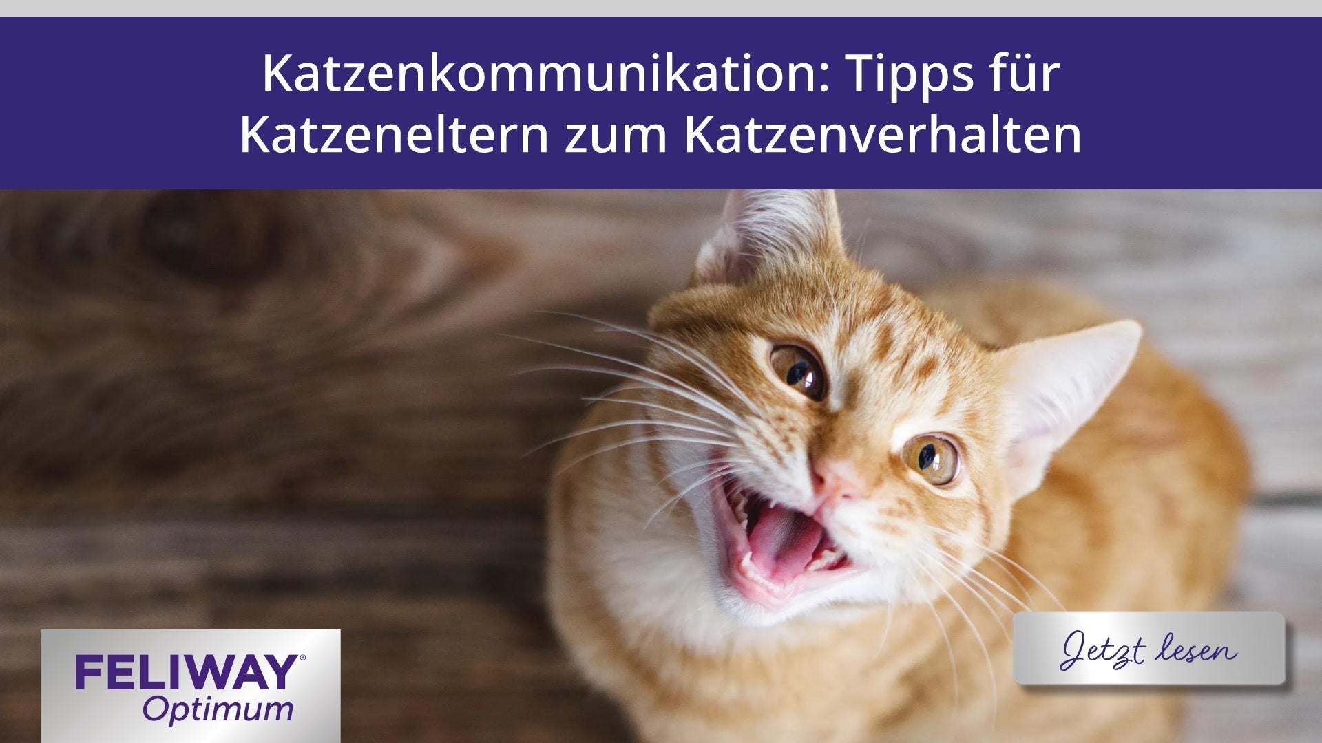 Katzenkommunikation: Tipps für Katzeneltern zum Katzenverhalten