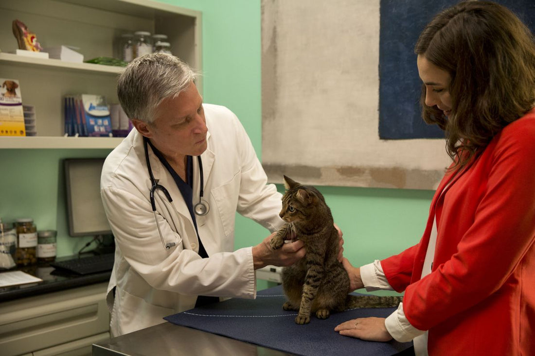 Tierarztbesuch mit Katze (Teil 1): Warum ist Regelmäßigkeit wichtig?