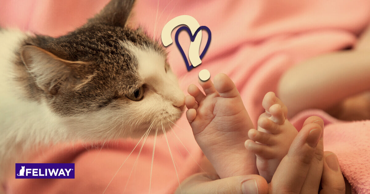 Katzen und Babys - 9 Tipps, wie du deine Katze an dein Baby gewöhnst