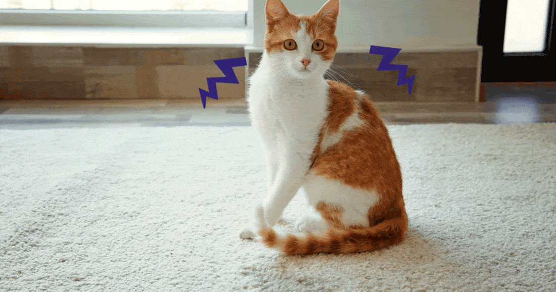 Weibliche Katze markiert? 5 häufige Ursachen & Notfalltipps