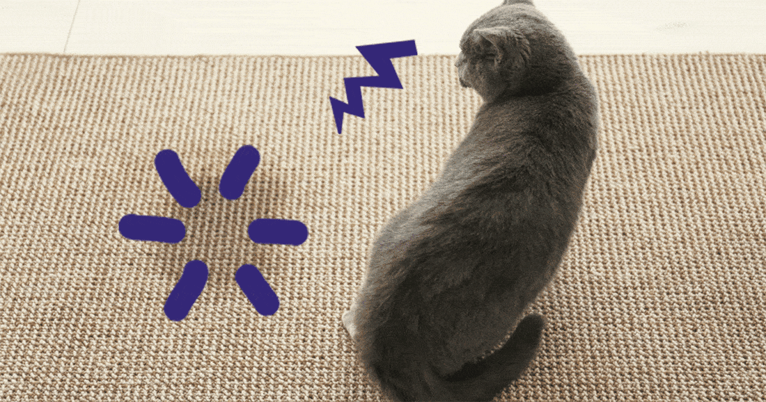 Deine Katze pinkelt ins Bett? 5 Gründe & Notfalltipps