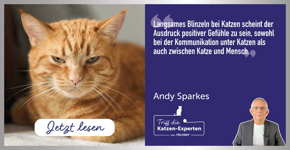 Deine Katze blinzelt Dich an? Unser Katzenexperte erklärt Dir, warum!