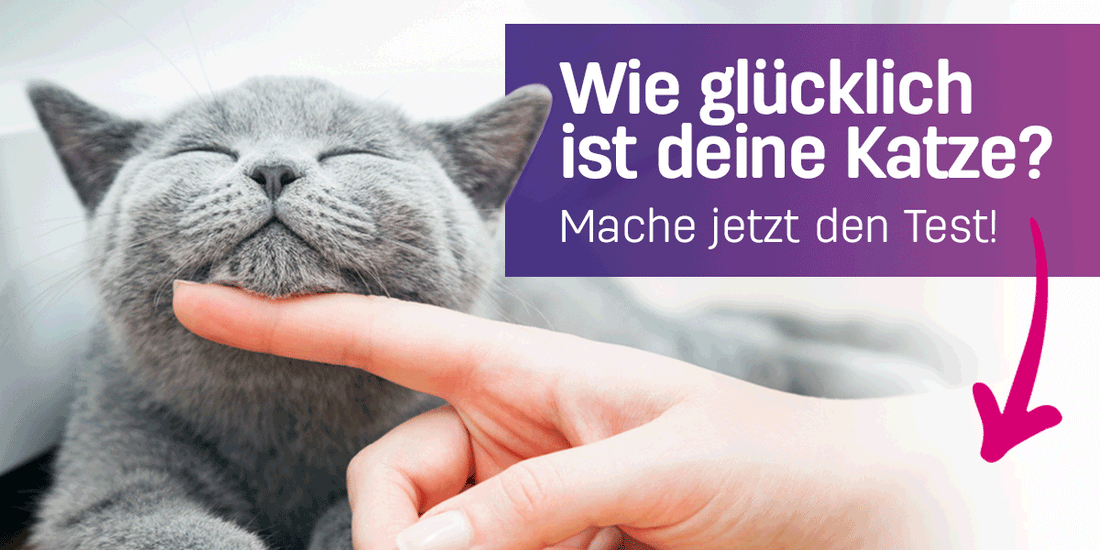 Wie glücklich ist deine Katze? Mach den Test
