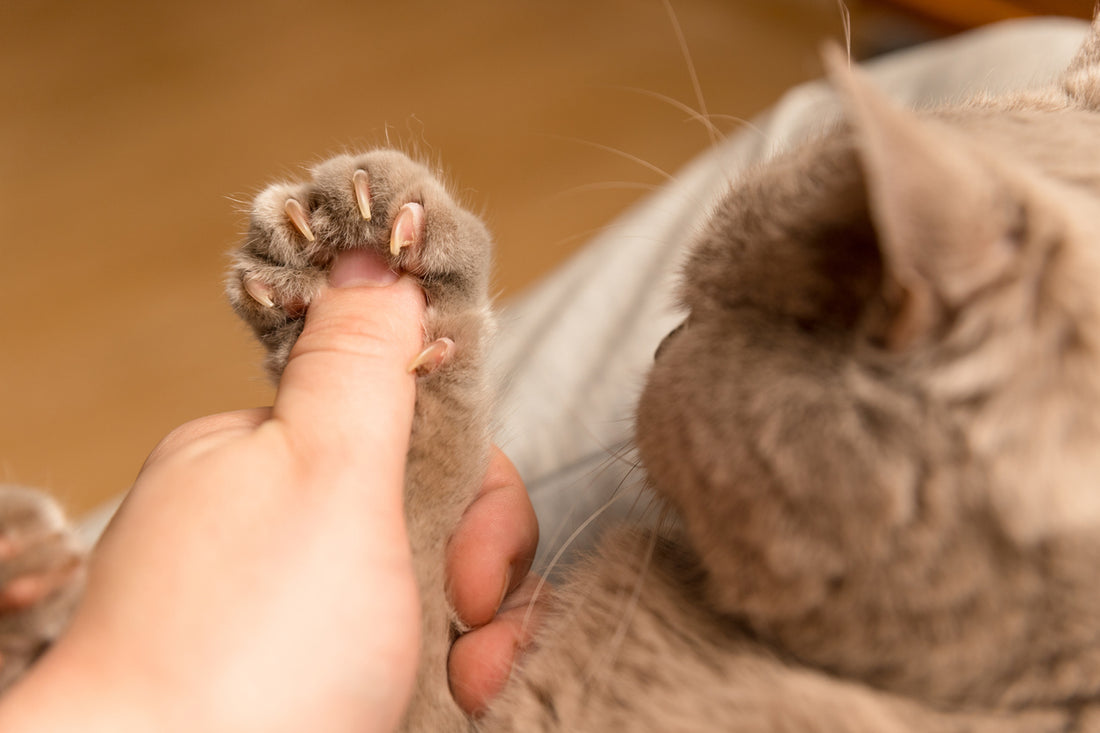 Tierarzt-Talk mit Sabine Schroll: Katze haut mich