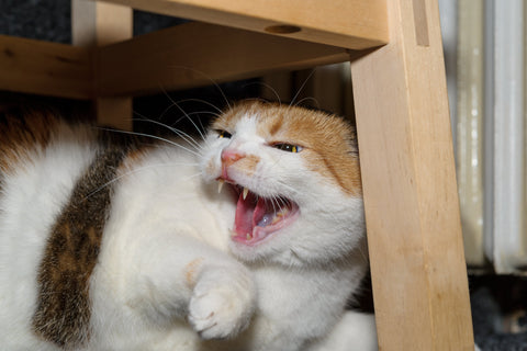 Katze faucht neue Katze an - 5 Tipps für mehr Harmonie
