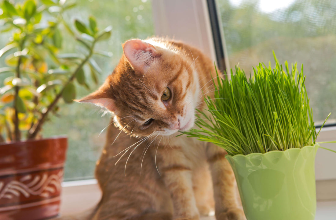Ungiftige Pflanzen für Katzen im Überblick