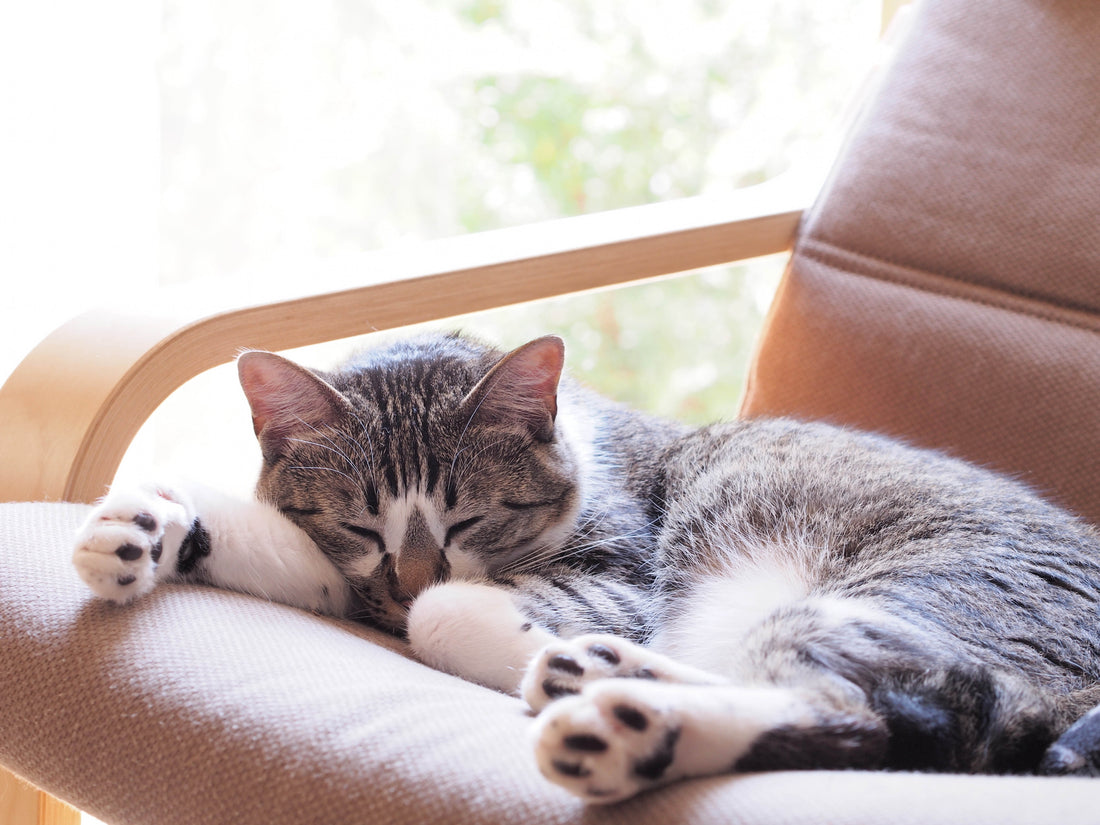 Katzen abkühlen: 7 Tipps gegen Sommerhitze