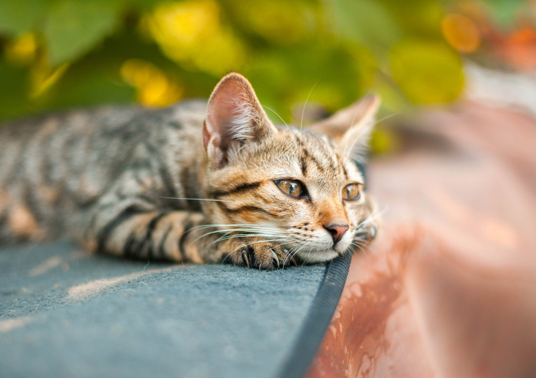 Hitzschlag bei Katzen: So reagierst du richtig!
