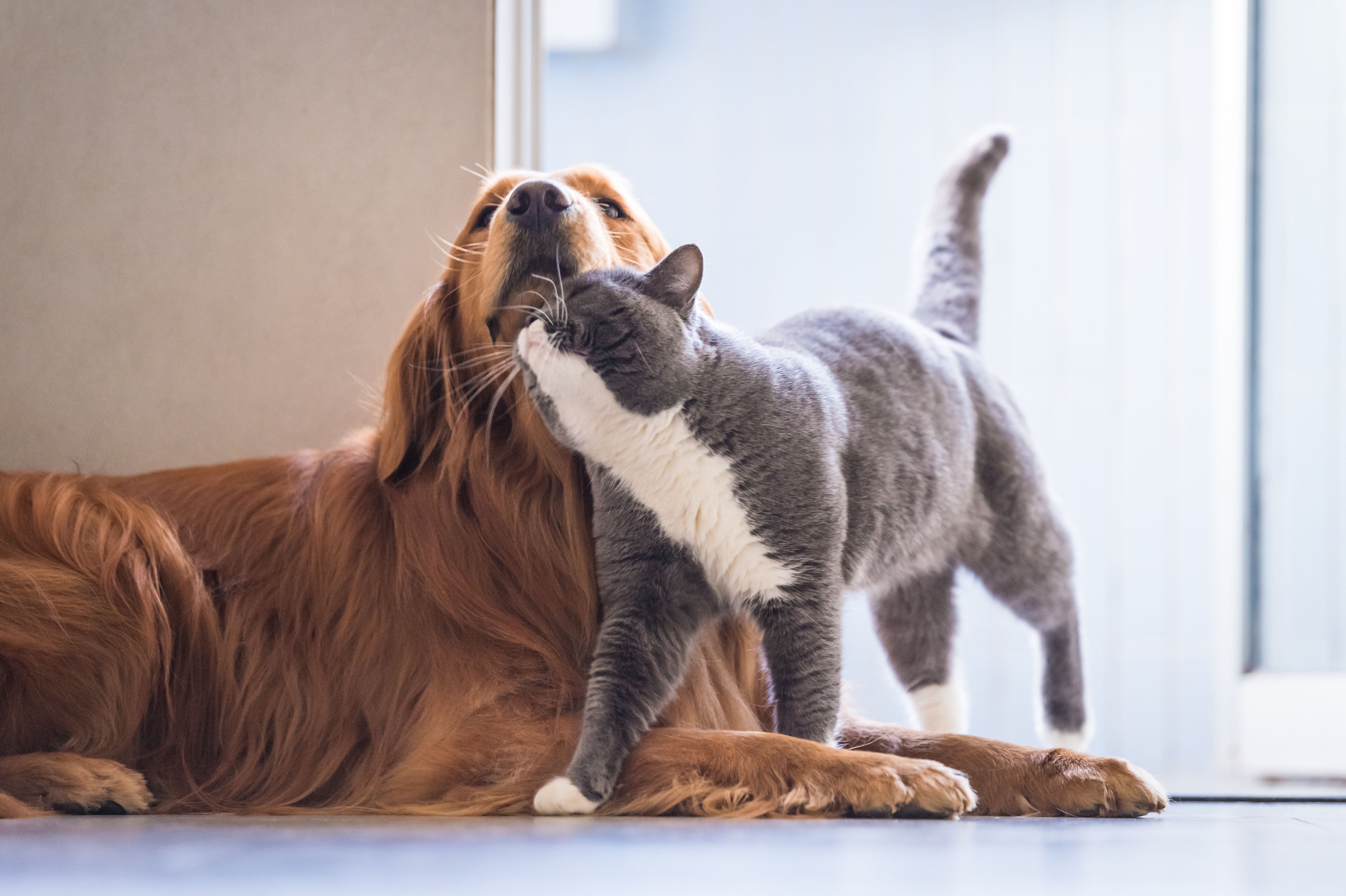 Hund und Katze: Wie gewöhne ich meine Katze an Hunde?