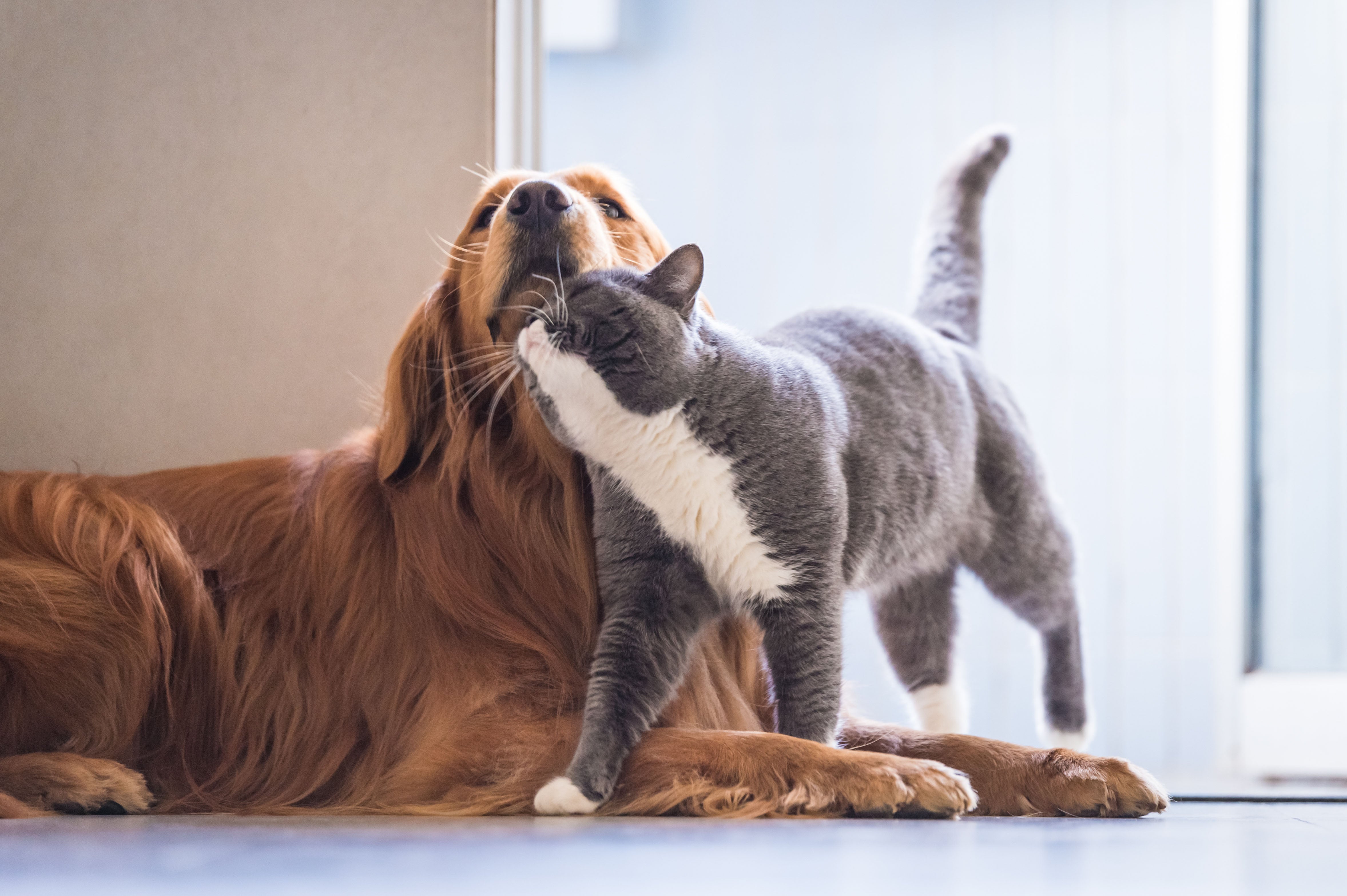 Hund und Katze zusammenführen: Wie gewöhne ich meine Katze an Hunde?