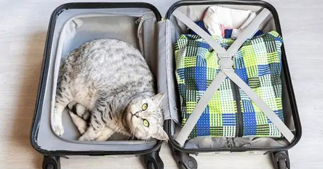 Katze liegt entspannt im Koffer