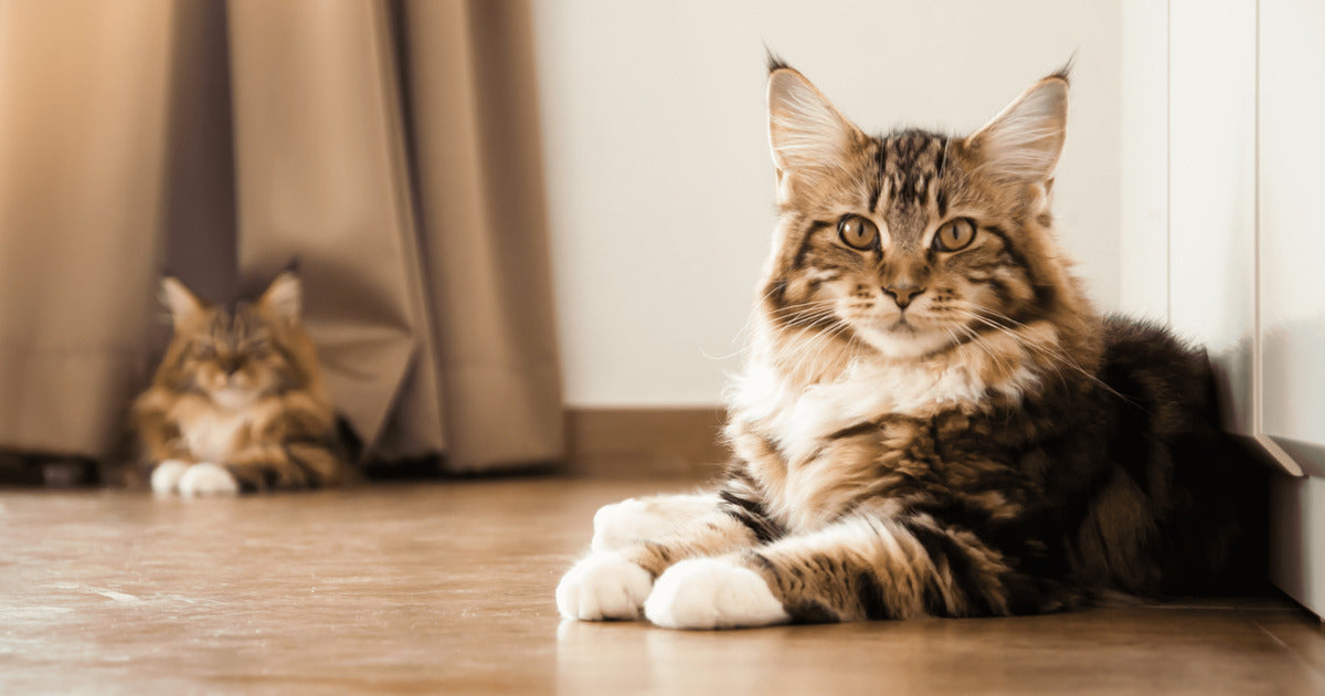 20 lustige Fakten über Main Coon Katzen