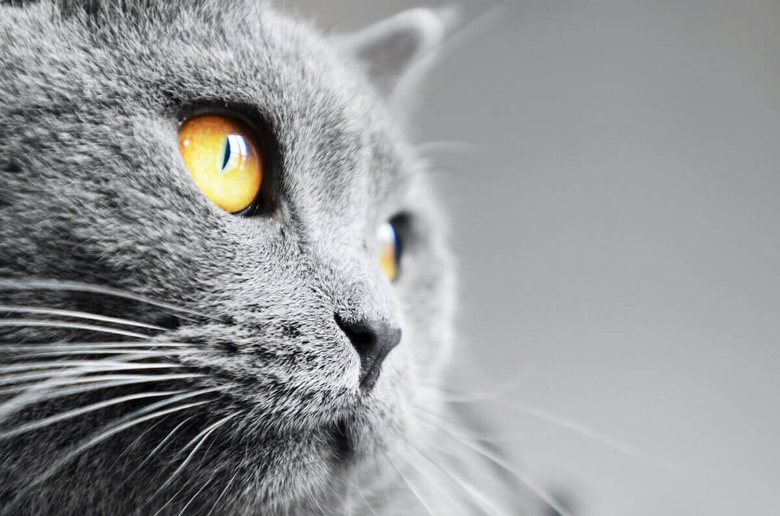Wunderwerk Stubentiger: Warum haben Katzen Schnurrhaare?