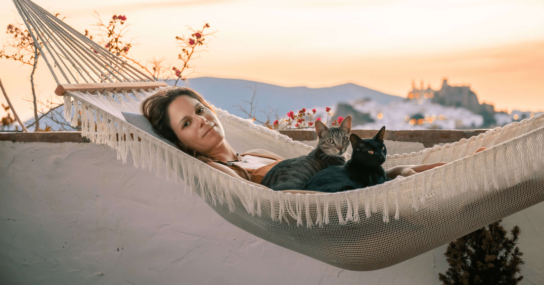 Katze abkühlen | 15 Tipps für deine Katze bei Hitze