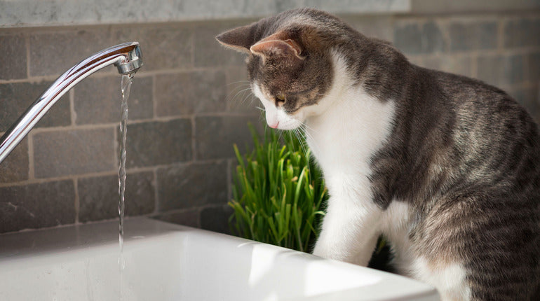 Richtig oder falsch: Hassen Katzen wirklich Wasser?
