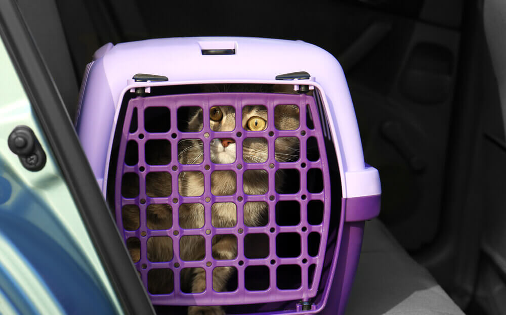 Reiseübelkeit & Reisekrankheit bei Katzen