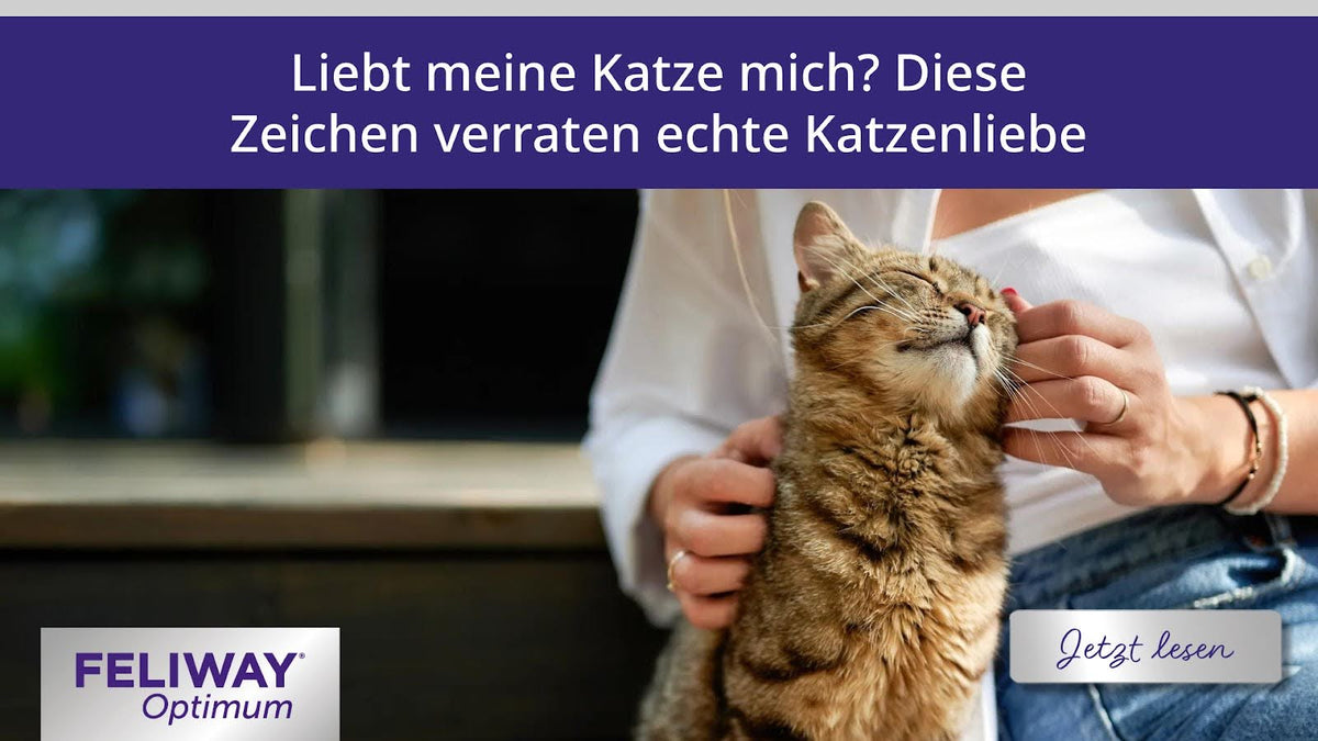 Liebt meine Katze mich? Diese Zeichen verraten echte Katzenliebe | FELIWAY