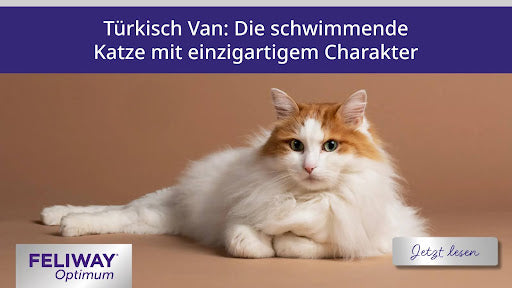 Weiße und braune Türkisch Van-Katze mit langem, flauschigem Fell, die da liegt.
