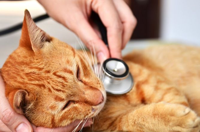 Der Tierarztbesuch mit Katze (Teil 3) - In der Praxis
