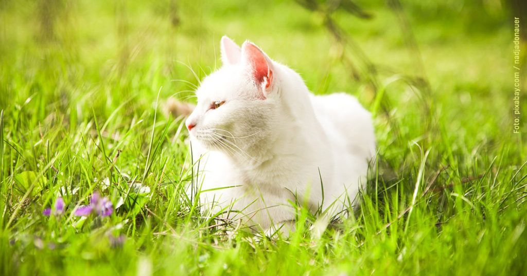 Können Katzen Sonnenbrand bekommen? Vorbeugen, Erkennen & Behandeln.
