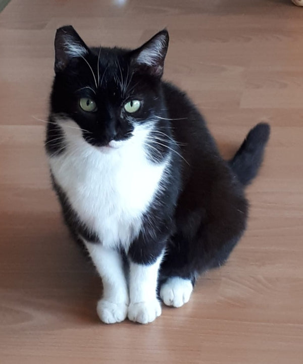 Sonja