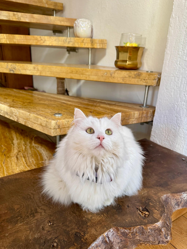 Timur