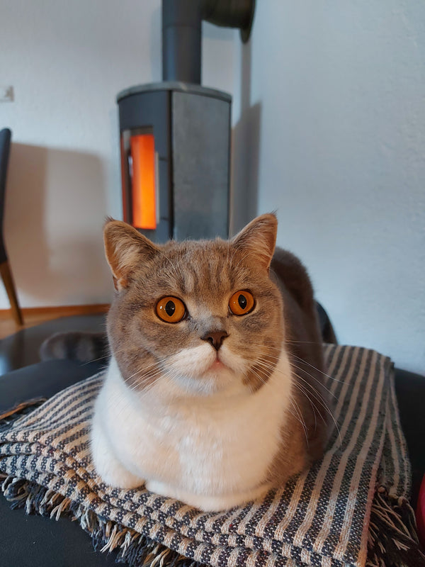 Simone