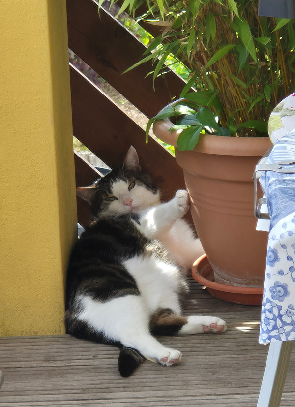 Heinz