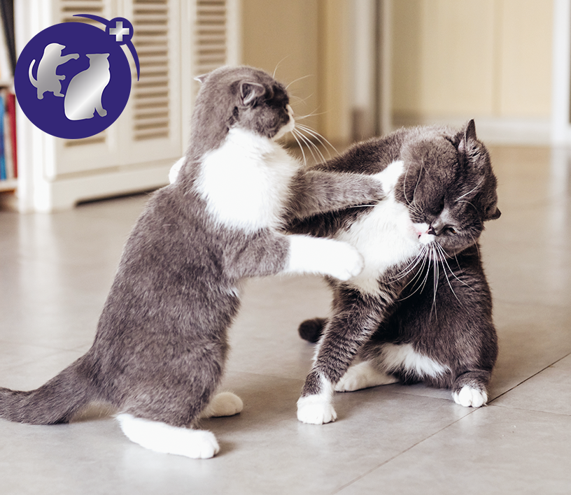 50ml Haustier Anti-Kratz-Spray Katze und Hund Kratzer Tür Sofa Anti-Kratzer  Bissspray Hk