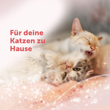 FELIWAY Friends hilft Konflikte zwischen Katzen zu reduzieren
