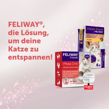 FELIWAY Friends hilft Konflikte zwischen Katzen zu reduzieren