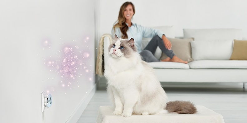 Feliway Help Katze mit Frau auch Couch