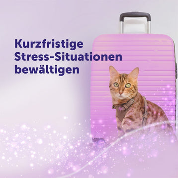 Feliway Help für vorübergehende Stress-Situationen