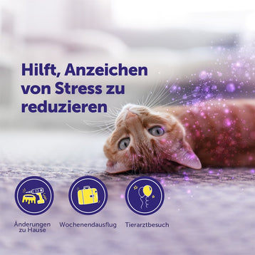 Feliway Help für vorübergehende Stress-Situationen
