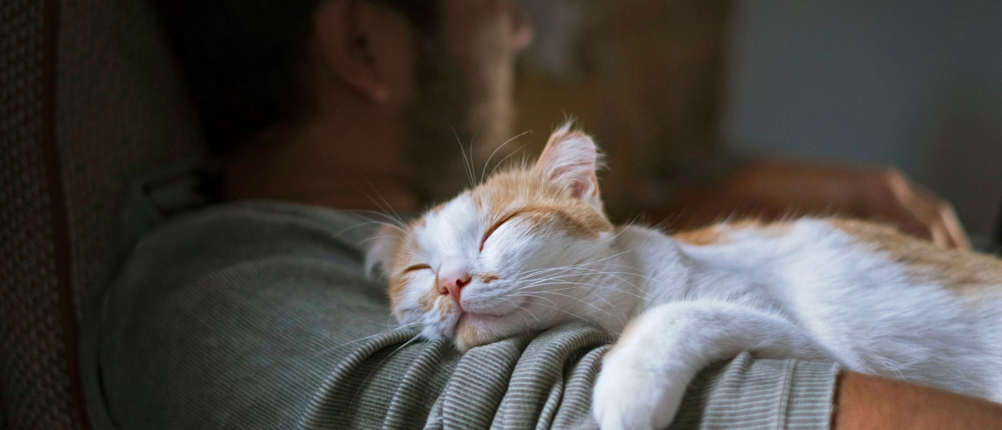 Katze auf Arm eines Mannes