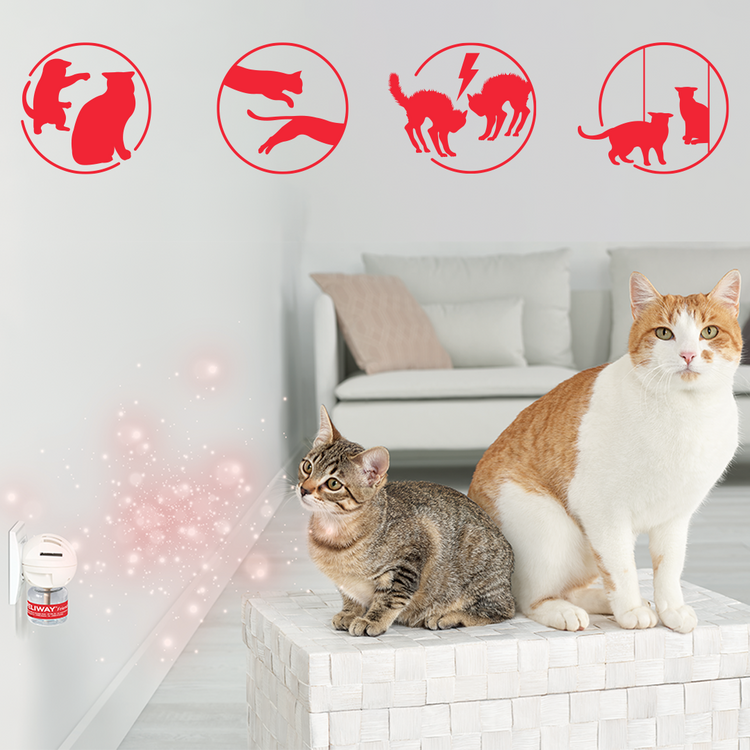 Finde das Richtige für deine Katzen: FELIWAY Optimum, Classic oder Friends?
