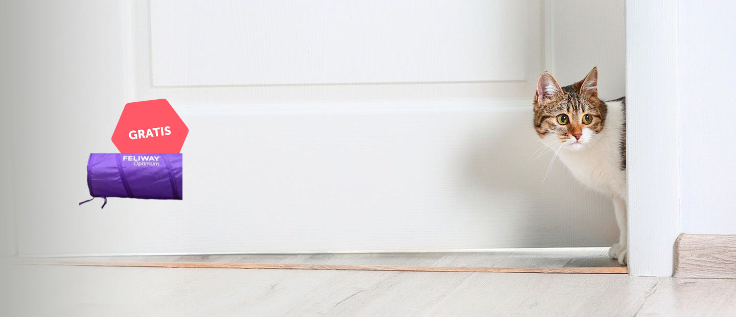 Katze guckt um die Ecke mit Katzentunnel