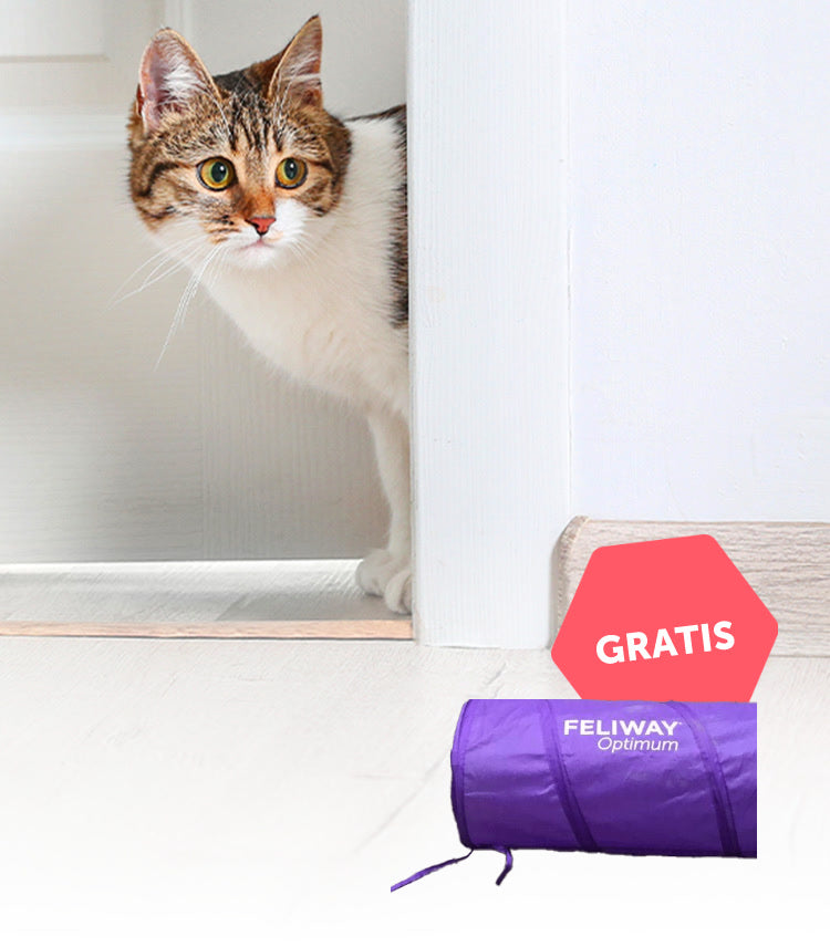 Katze guckt um die Ecke mit Katzentunnel