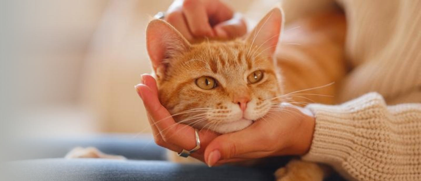 FELIWAY DAYS OKTOBER