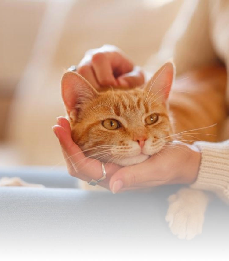 FELIWAY DAYS OKTOBER